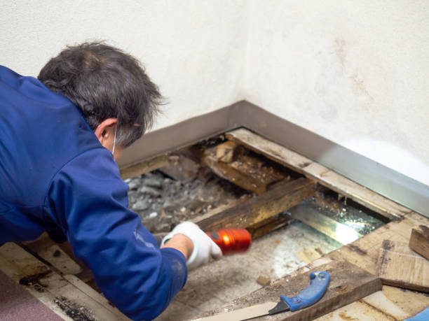 Best Best Mold Removal Companies  in Silver City, NM