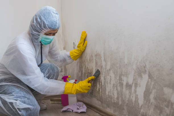 Best Crawl Space Mold Removal  in Silver City, NM