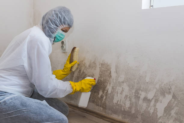 Home Mold Removal in Silver City, NM