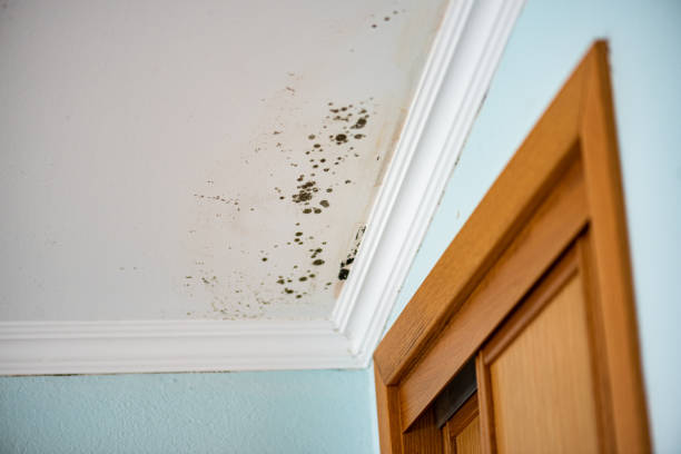Best Mold Damage Repair  in Silver City, NM