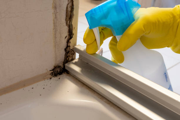 Best Local Mold Removal Service  in Silver City, NM