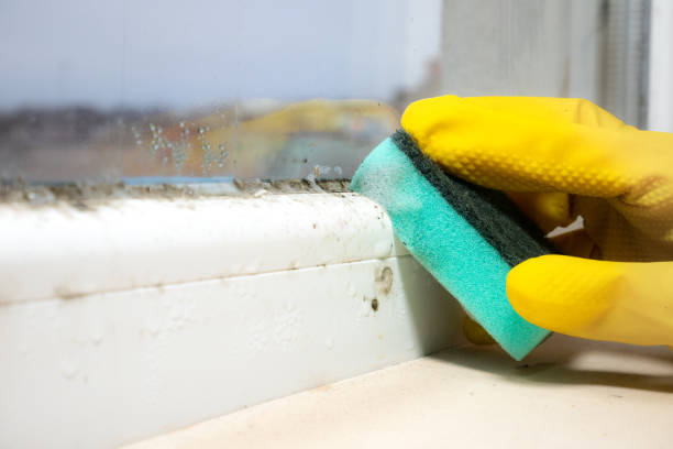 Best Fast Mold Removal  in Silver City, NM