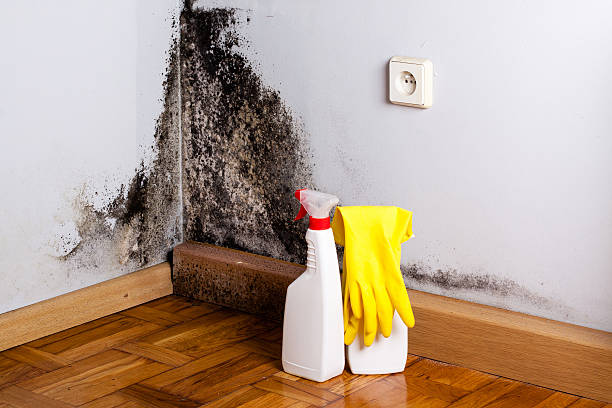 Home Mold Removal in Silver City, NM
