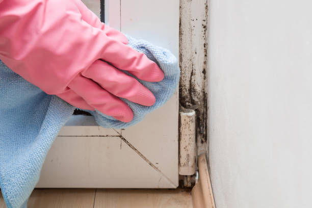 Best Fast Mold Removal  in Silver City, NM